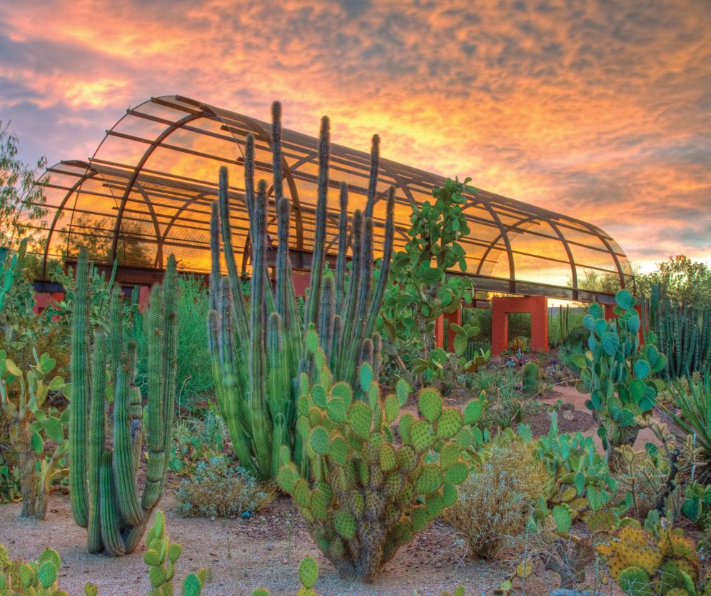 Desert Botanical Garden